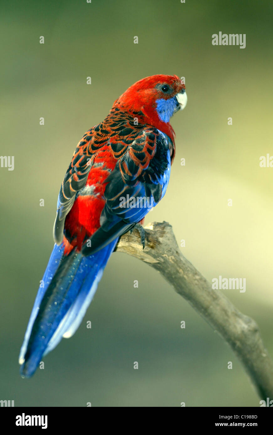 Des profils Crimson Rosella (Platycercus elegans), l'Australie Banque D'Images