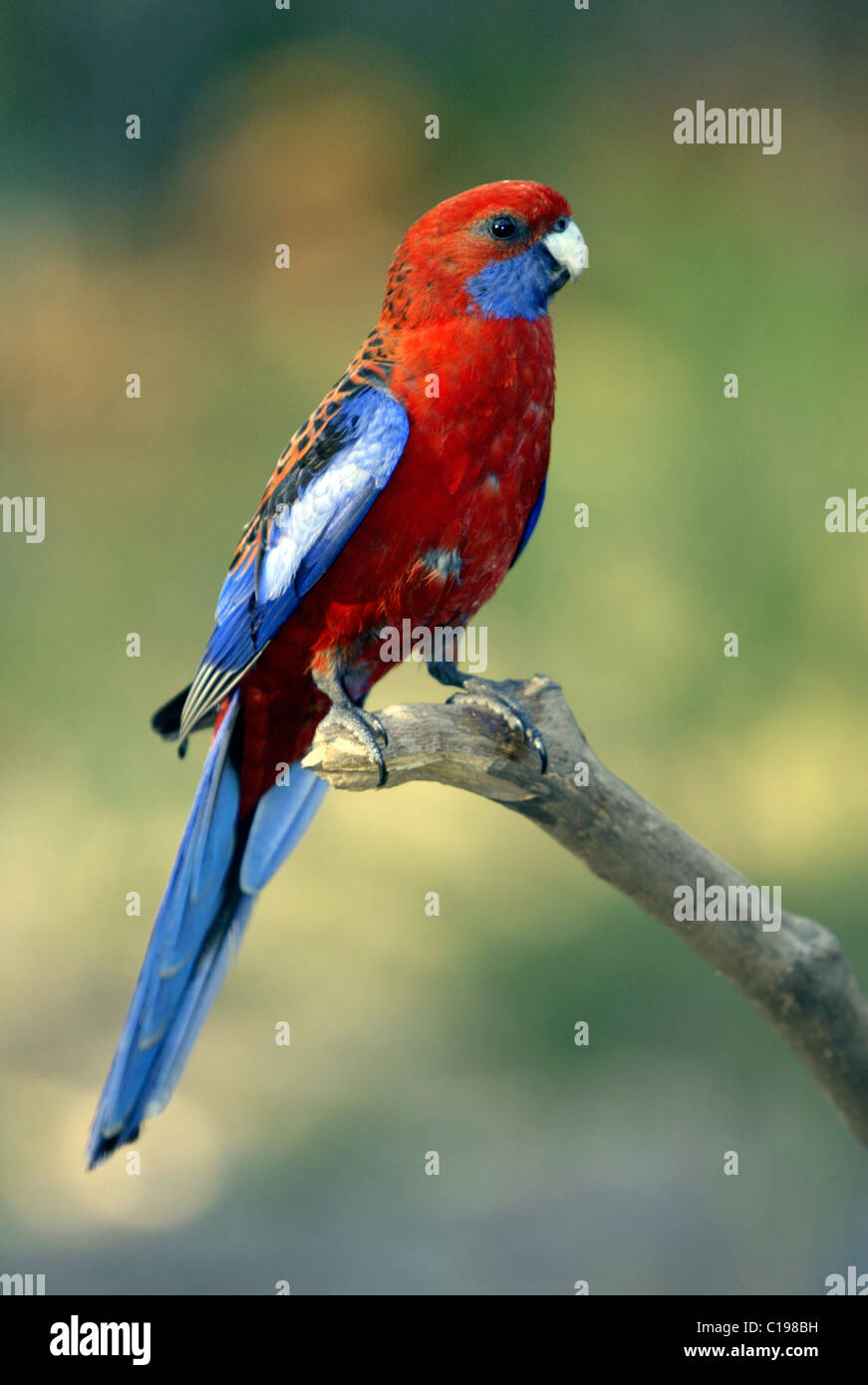 Des profils Crimson Rosella (Platycercus elegans), l'Australie Banque D'Images