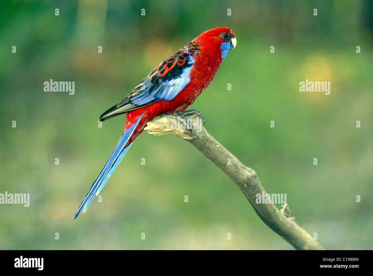 Des profils Crimson Rosella (Platycercus elegans), l'Australie Banque D'Images