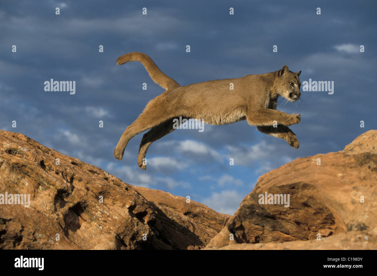 Les jeunes Cougar ou Puma (Puma concolor) sautant entre les roches,  Montana, USA, Amérique du Nord Photo Stock - Alamy