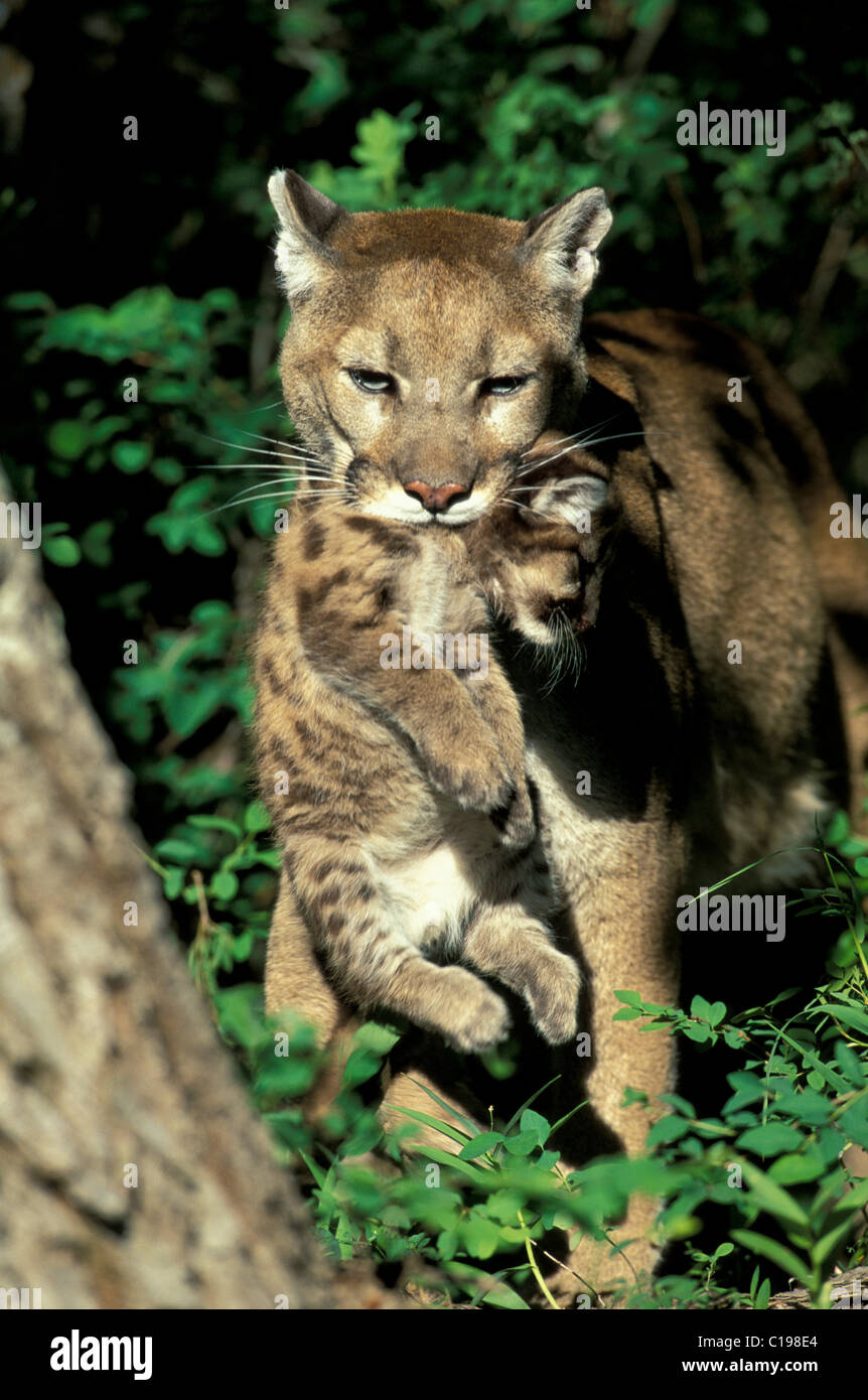 Femme cougar ou Puma (Puma concolor) portant un cub, Montana, USA, Amérique  du Nord Photo Stock - Alamy
