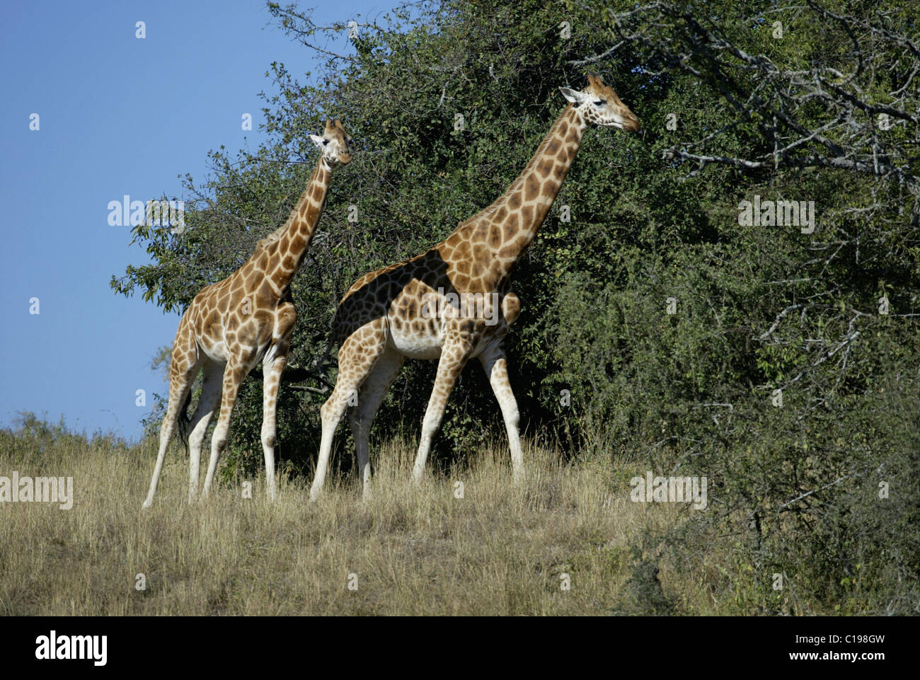Les Girafes de Rothschild, Baringo girafes de l'Ouganda les girafes (Giraffa camelopardalis rothschildi), adulte, le lac Nakuru, Kenya, Africa Banque D'Images