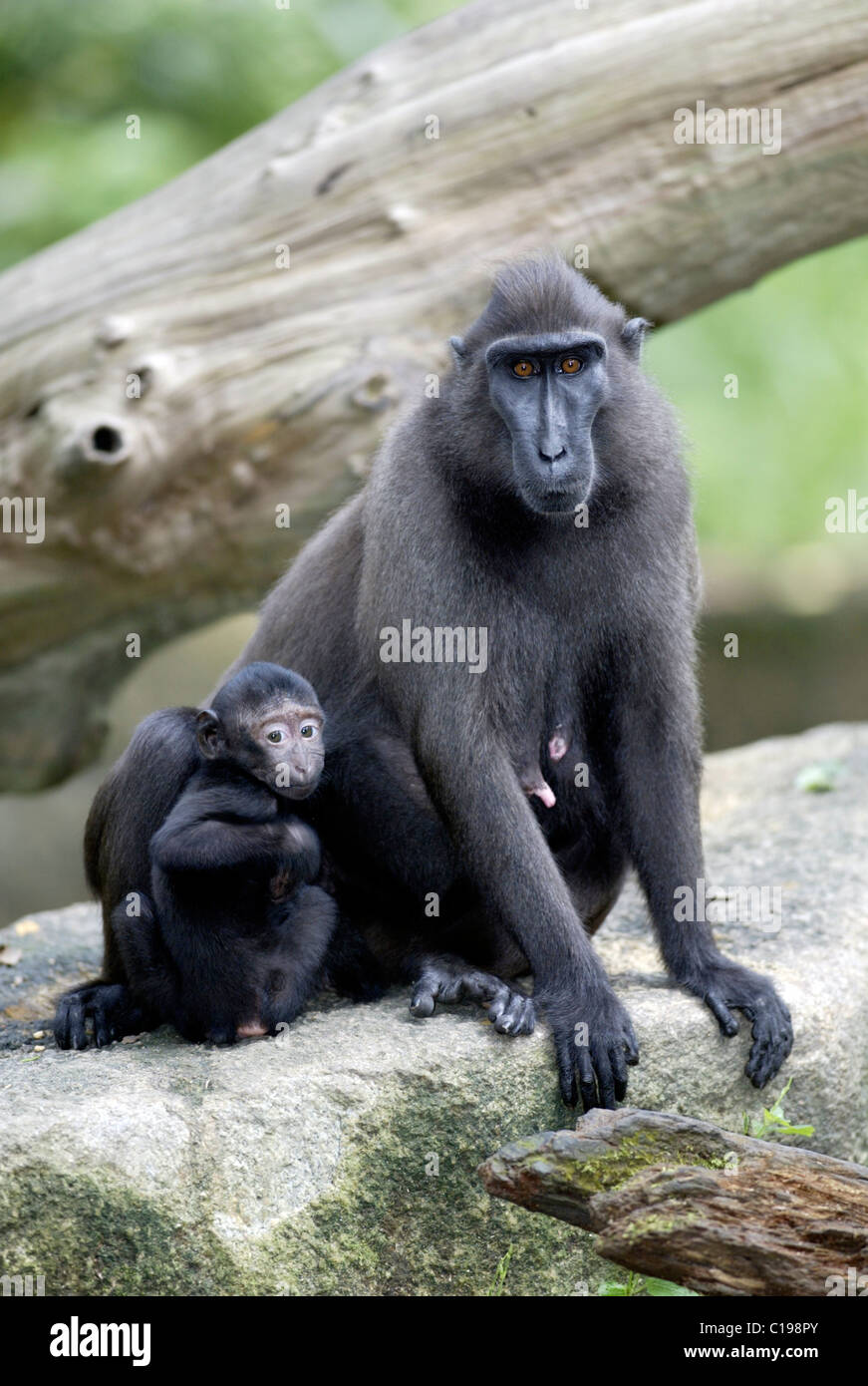 Macaque à crête à crête de Célèbes ou noir (nigra), femelle adulte avec enfant, originaire de Bornéo, Célèbes Banque D'Images