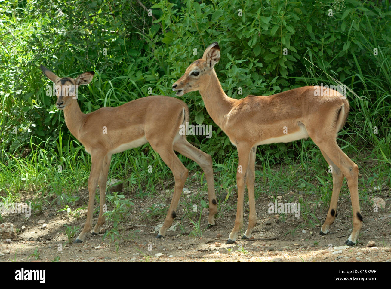Impala (Aepyceros melampus), les veaux, Kruger National Park, Afrique du Sud, l'Afrique Banque D'Images