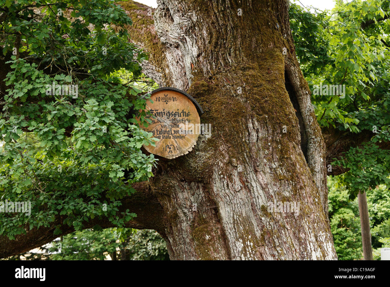 Chêne du roi, mille chênes dans le Kurpark Bad Brückenau, Rhoen, Basse Franconie, Bavière, Allemagne, Europe Banque D'Images