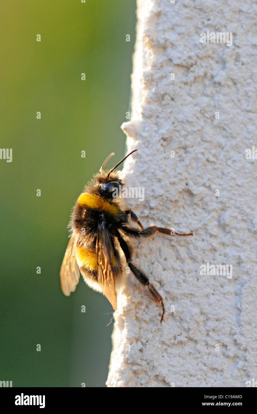 Buff-tailed bourdon (Bombus terrestris), frottements à un mur blanc Banque D'Images
