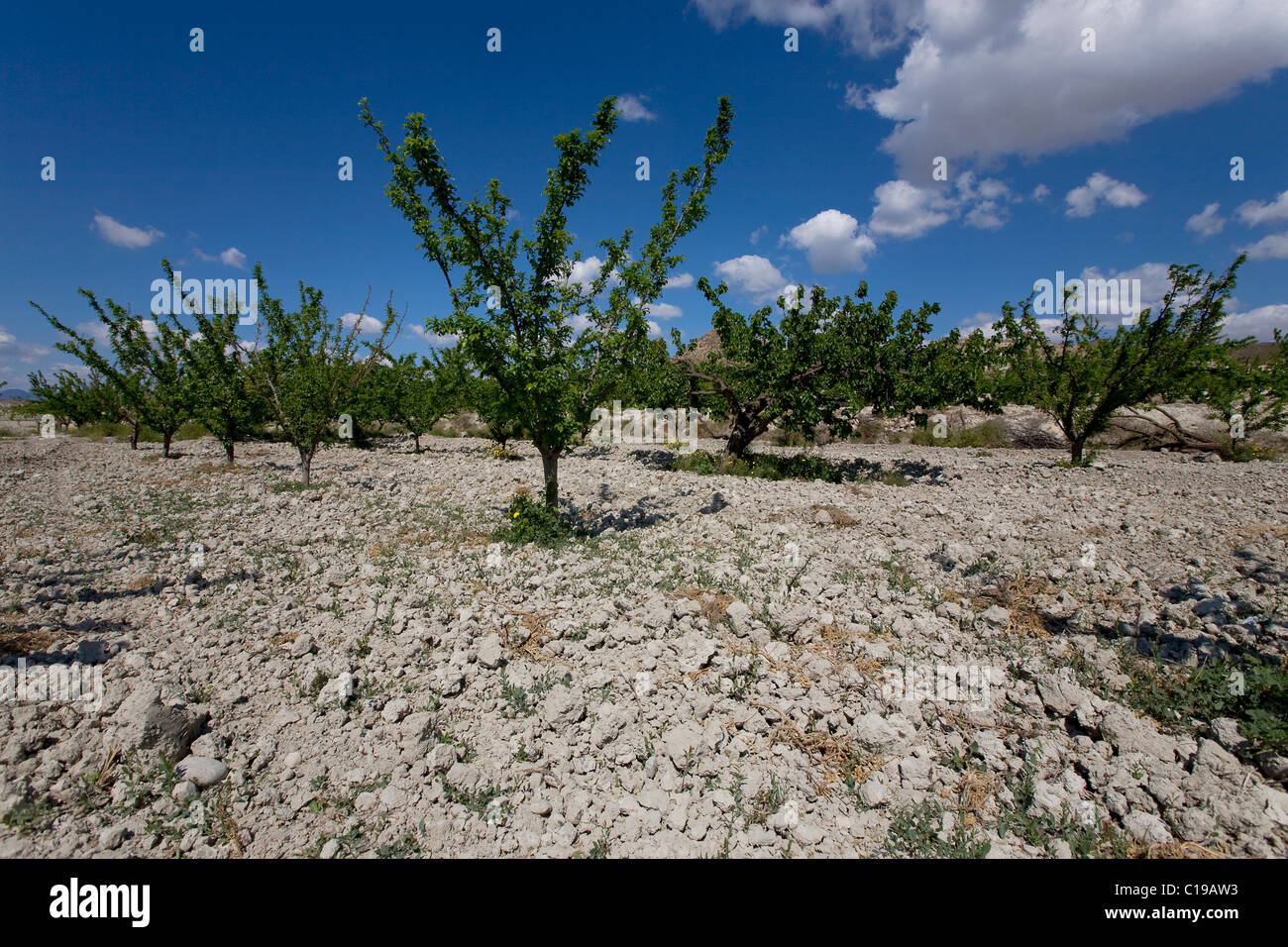 Plantation en terres agricoles sèches près de Fortuna, Région de Murcie, Espagne, Europe Banque D'Images