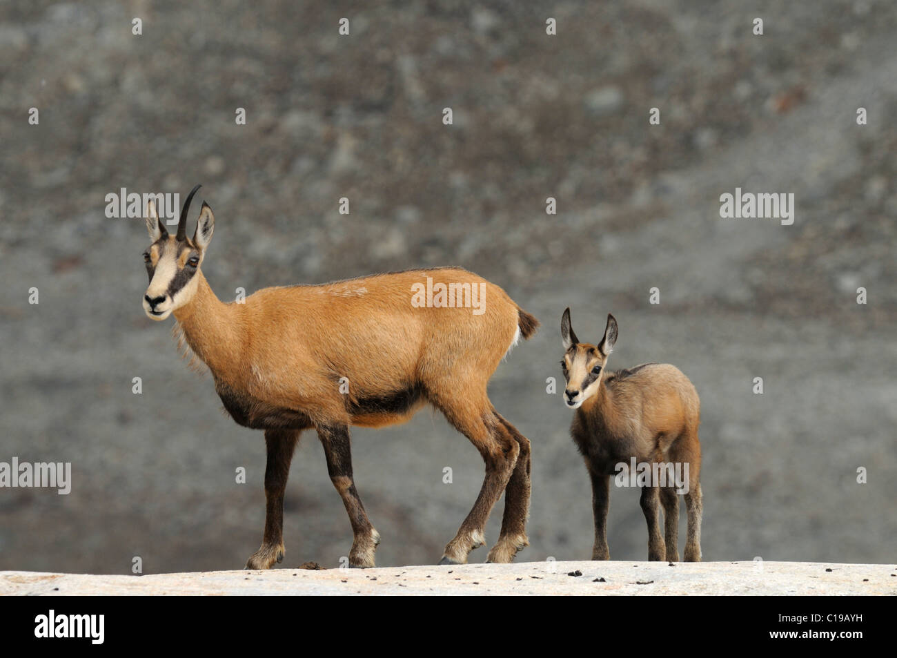 Chamois (Rupicapra rupicapra) avec de jeunes Banque D'Images