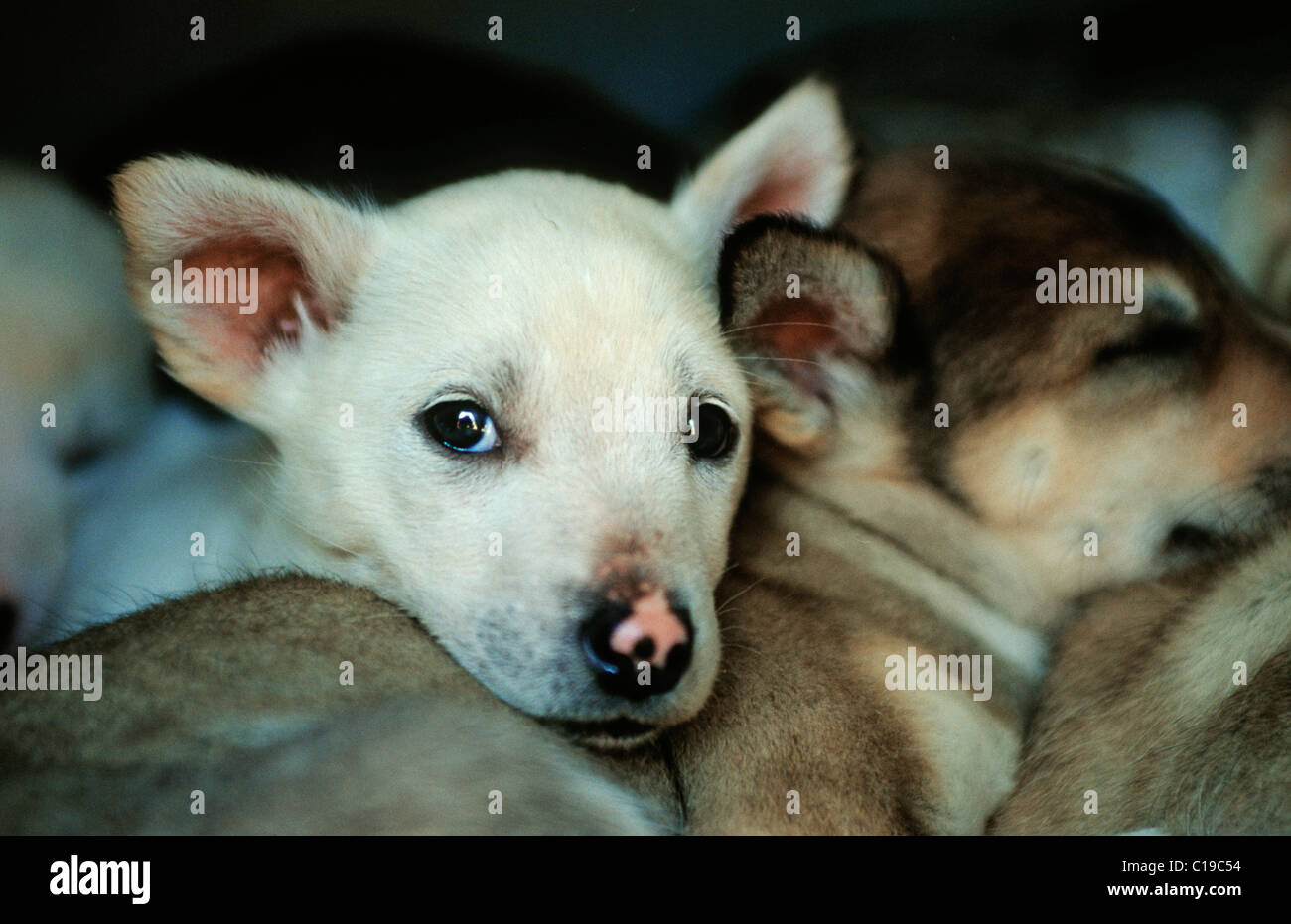 Chiot chien de traîneau de chiens de traîneau, les jeunes piaillent ensemble Banque D'Images