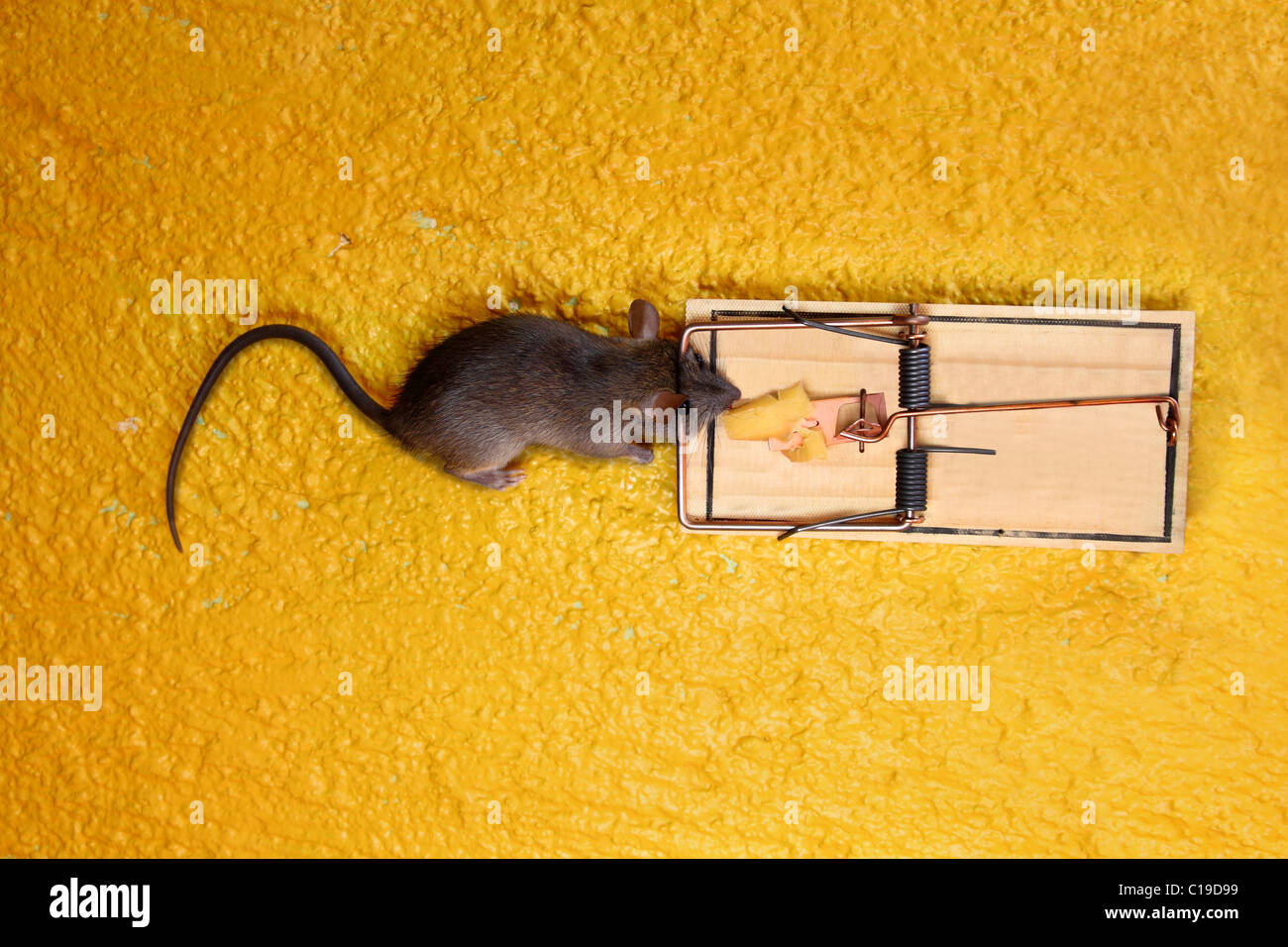 Dead Mouse Trap dans le fromage sur fond jaune Banque D'Images