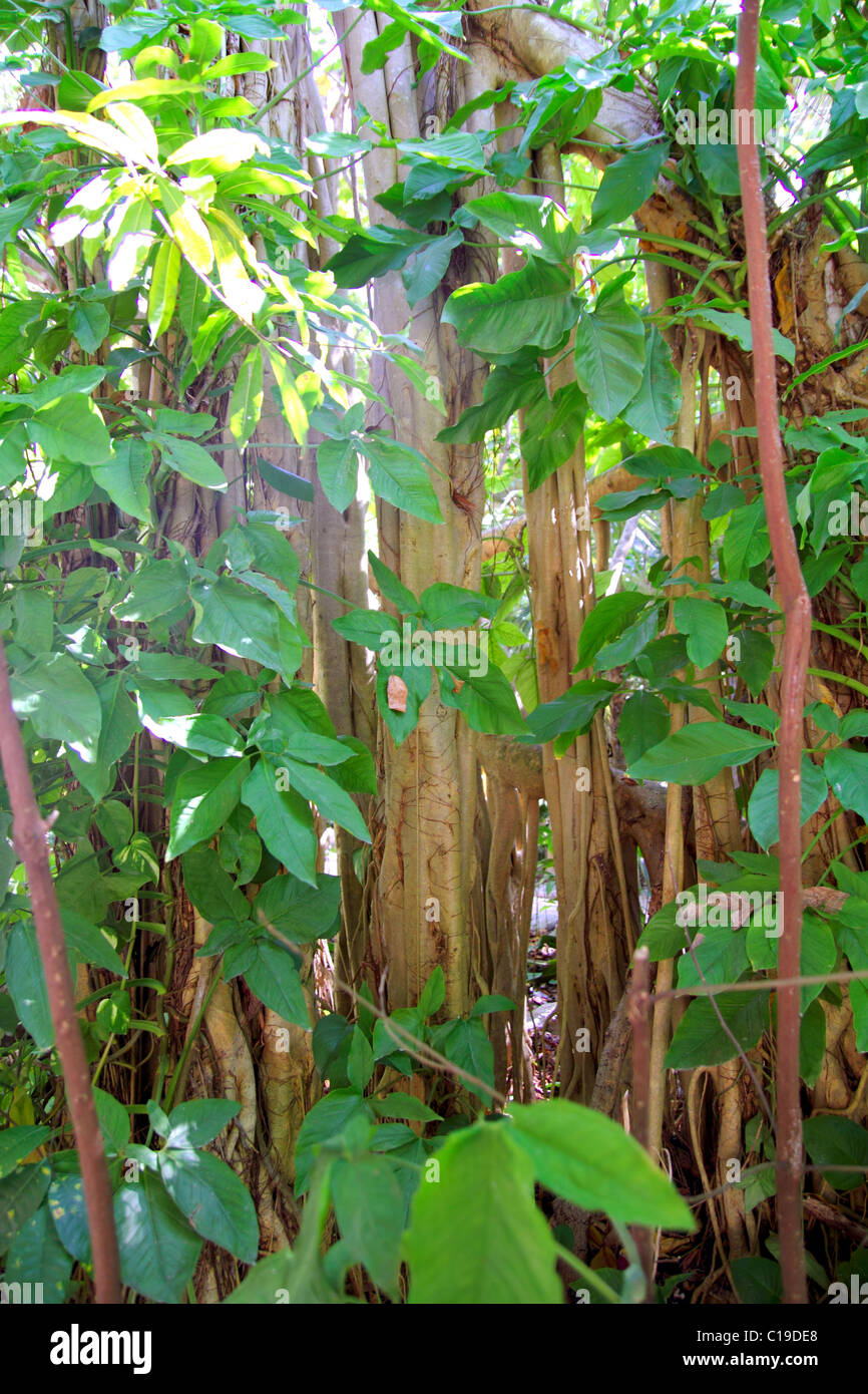 Jungle tropicale en Amérique centrale la nature sauvage des lianes Banque D'Images