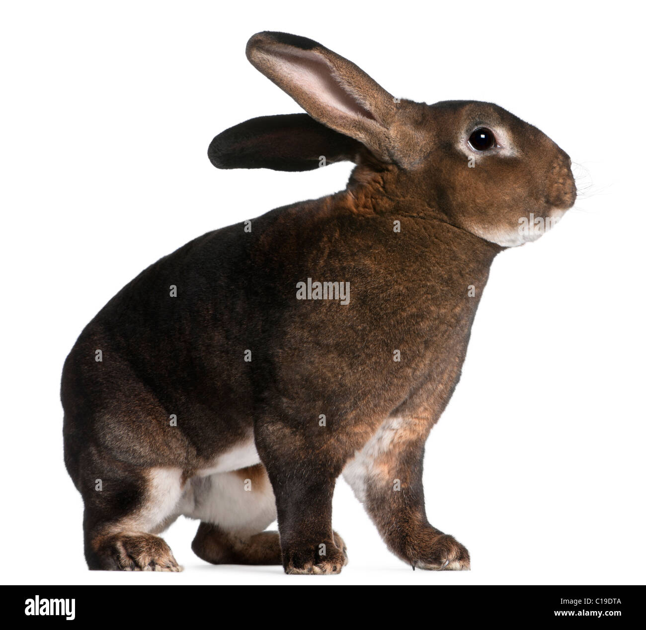 Lapin Rex Castor in front of white background Banque D'Images