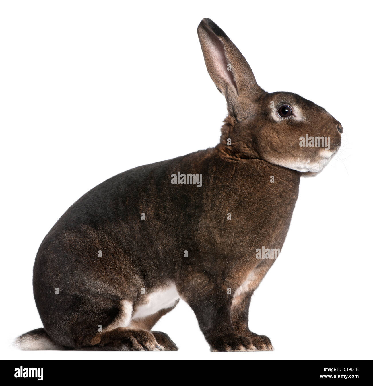 Lapin Rex Castor in front of white background Banque D'Images