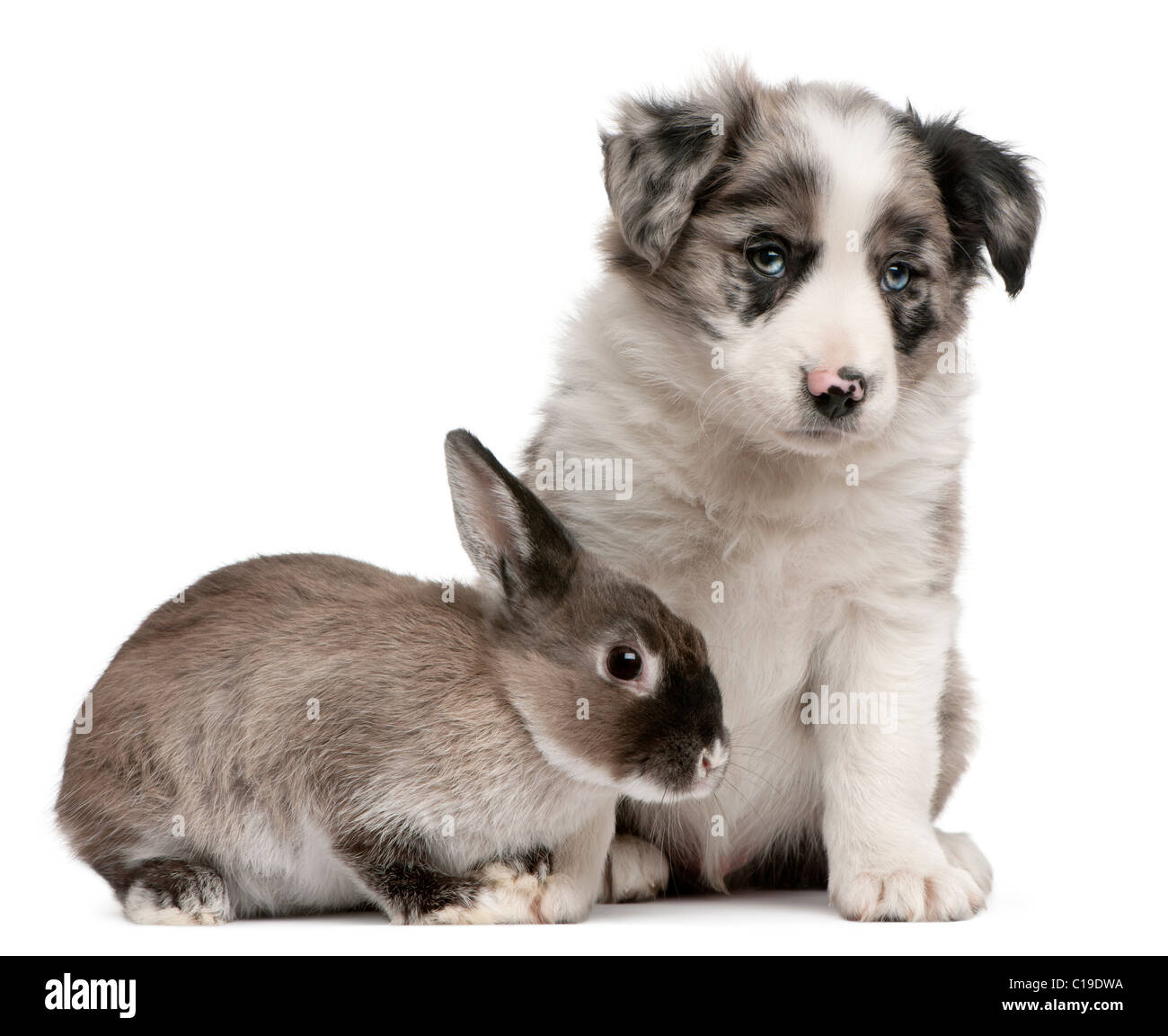 Chiot Border Collie bleu merle, 6 semaines, et d'un lapin in front of white background Banque D'Images