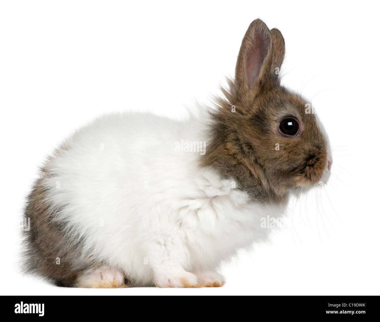 Les jeunes lapins de Lionhead, 2 months old, in front of white background Banque D'Images
