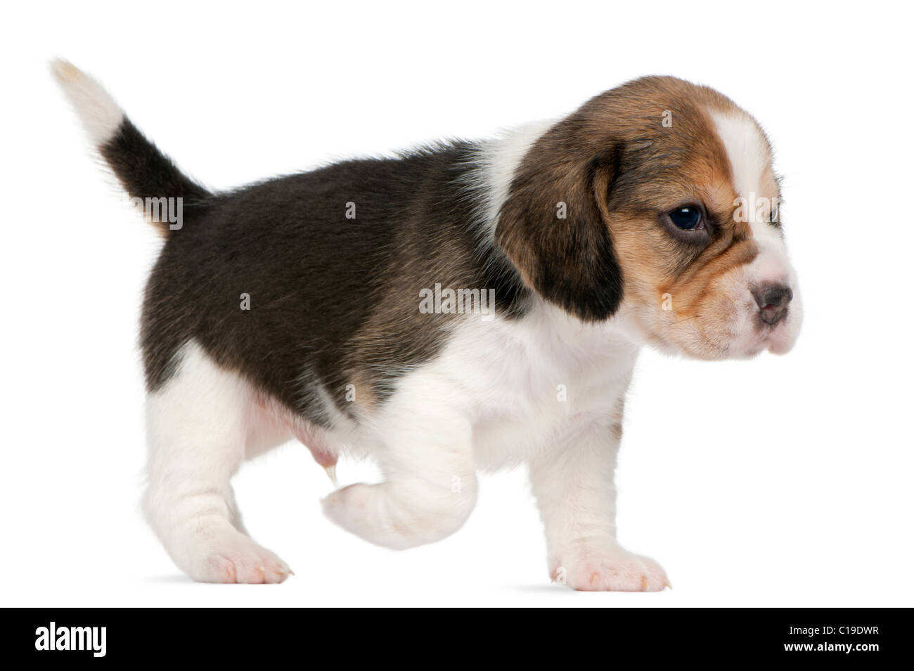 Beagle Puppy, 1 mois, marche à pied in front of white background Banque D'Images