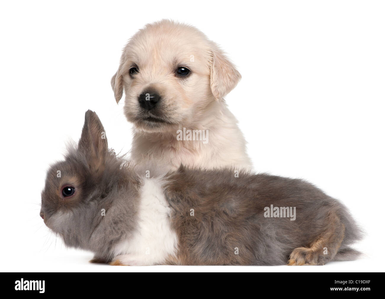Chiot Golden Retriever, 4 semaines, et d'un lapin in front of white background Banque D'Images