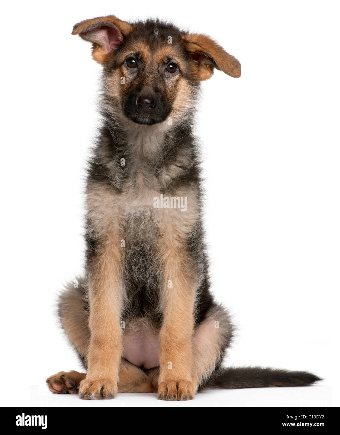 Chiot Berger Allemand, âgé de 4 mois, in front of white background Photo  Stock - Alamy