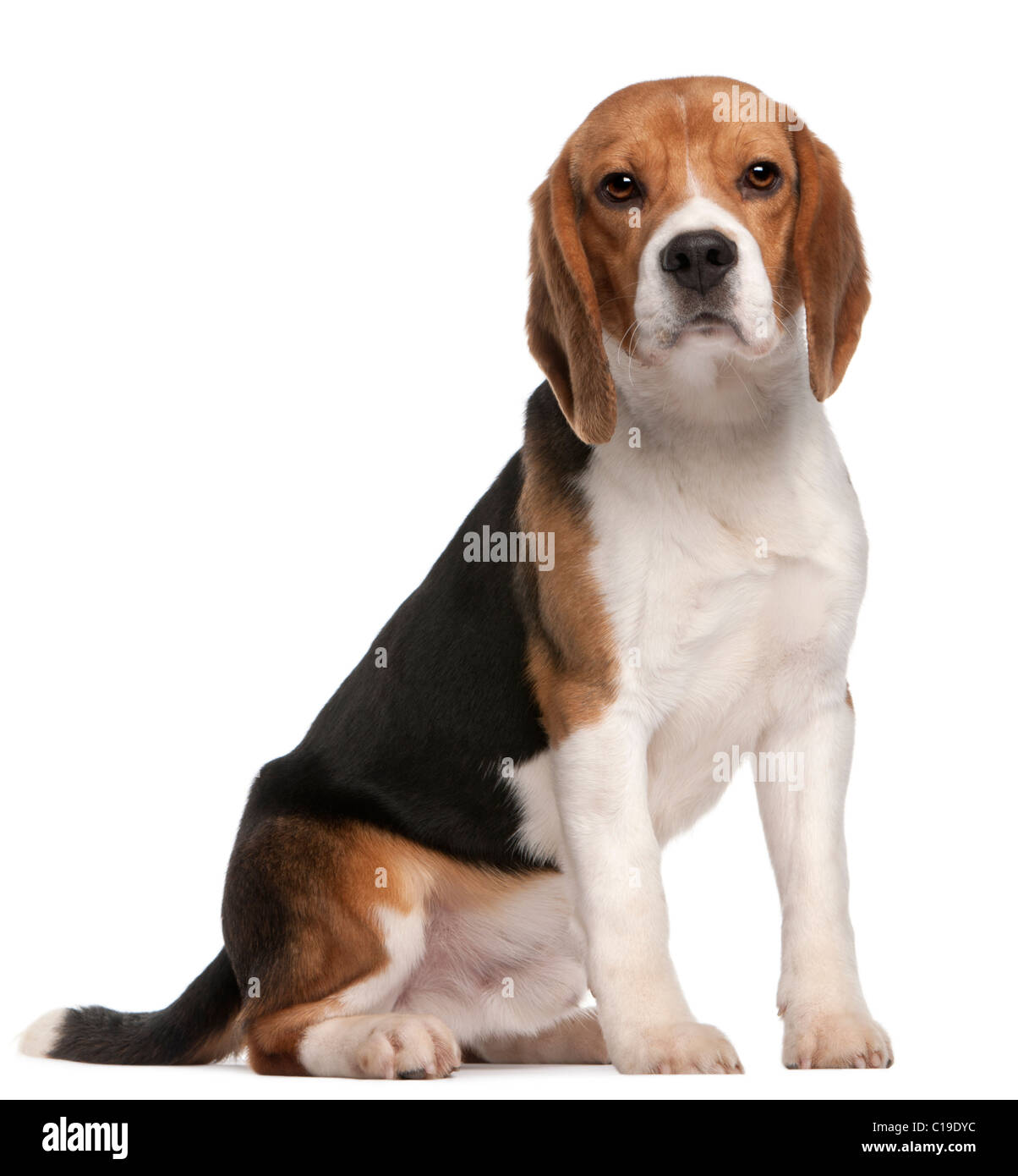 Beagle, 1 ans, in front of white background Banque D'Images