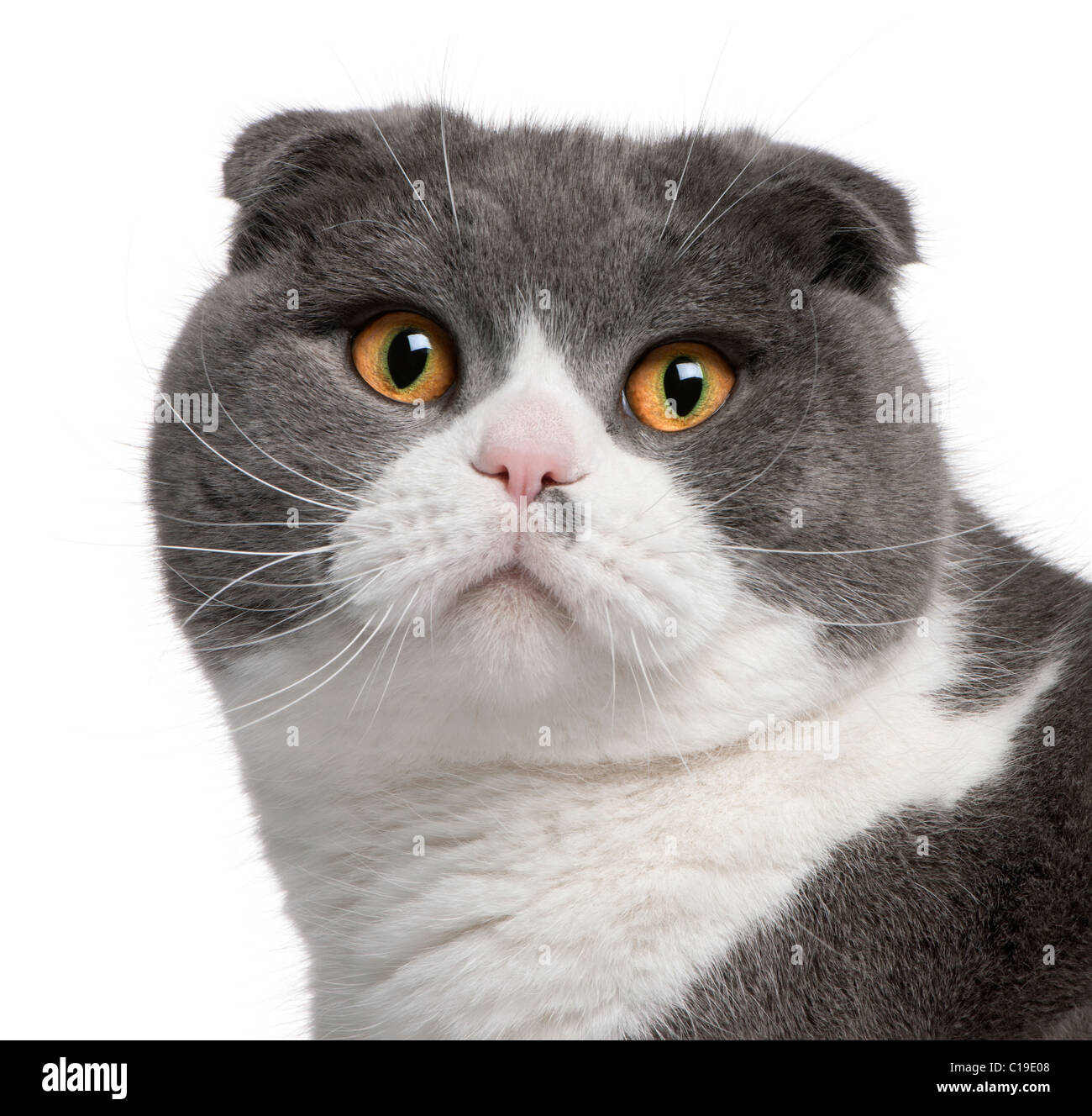 Close-up of Scottish Fold, chat de 1 ans, in front of white background Banque D'Images