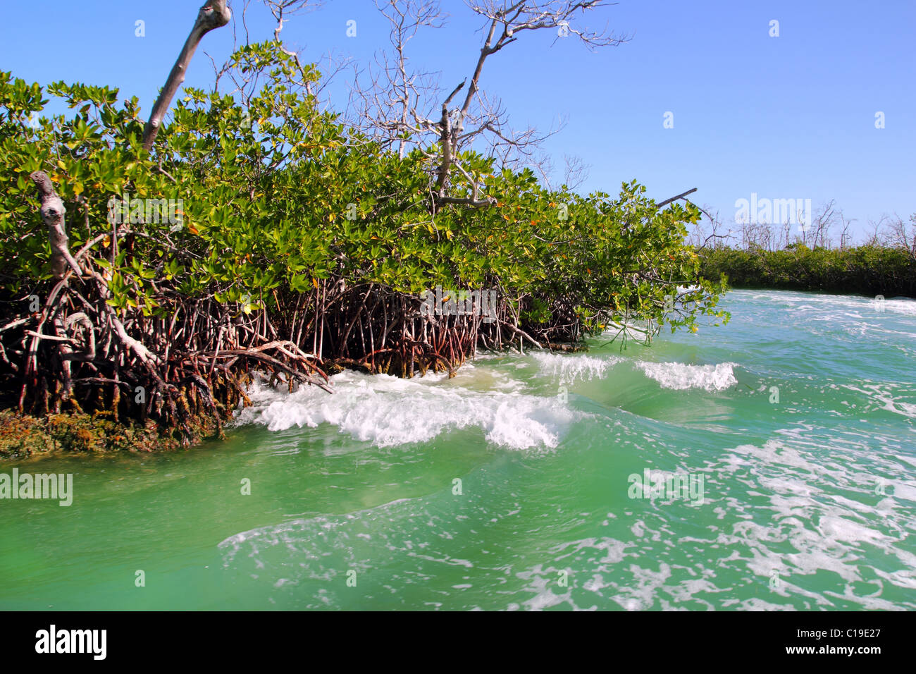 Vagues de mangrove le trafic de bateaux à Cancun au Mexique Banque D'Images