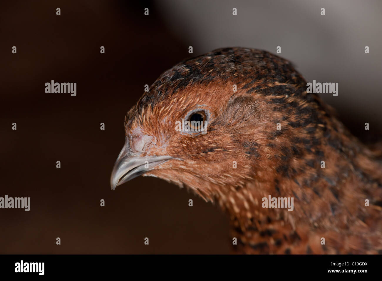 Profil d'un oiseau la caille japonaise Banque D'Images