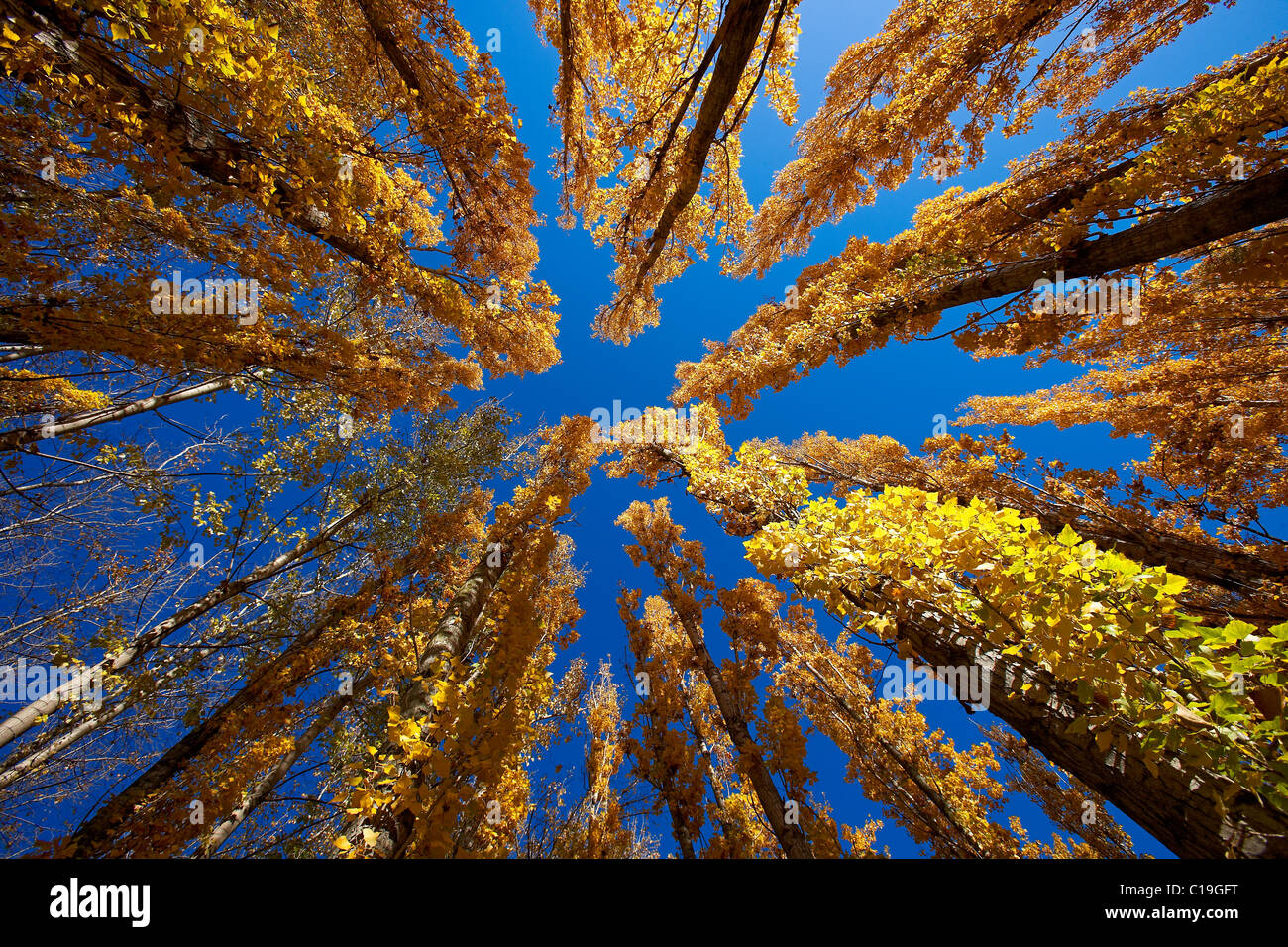 Arbres en automne. LLeida. L'Espagne. Banque D'Images