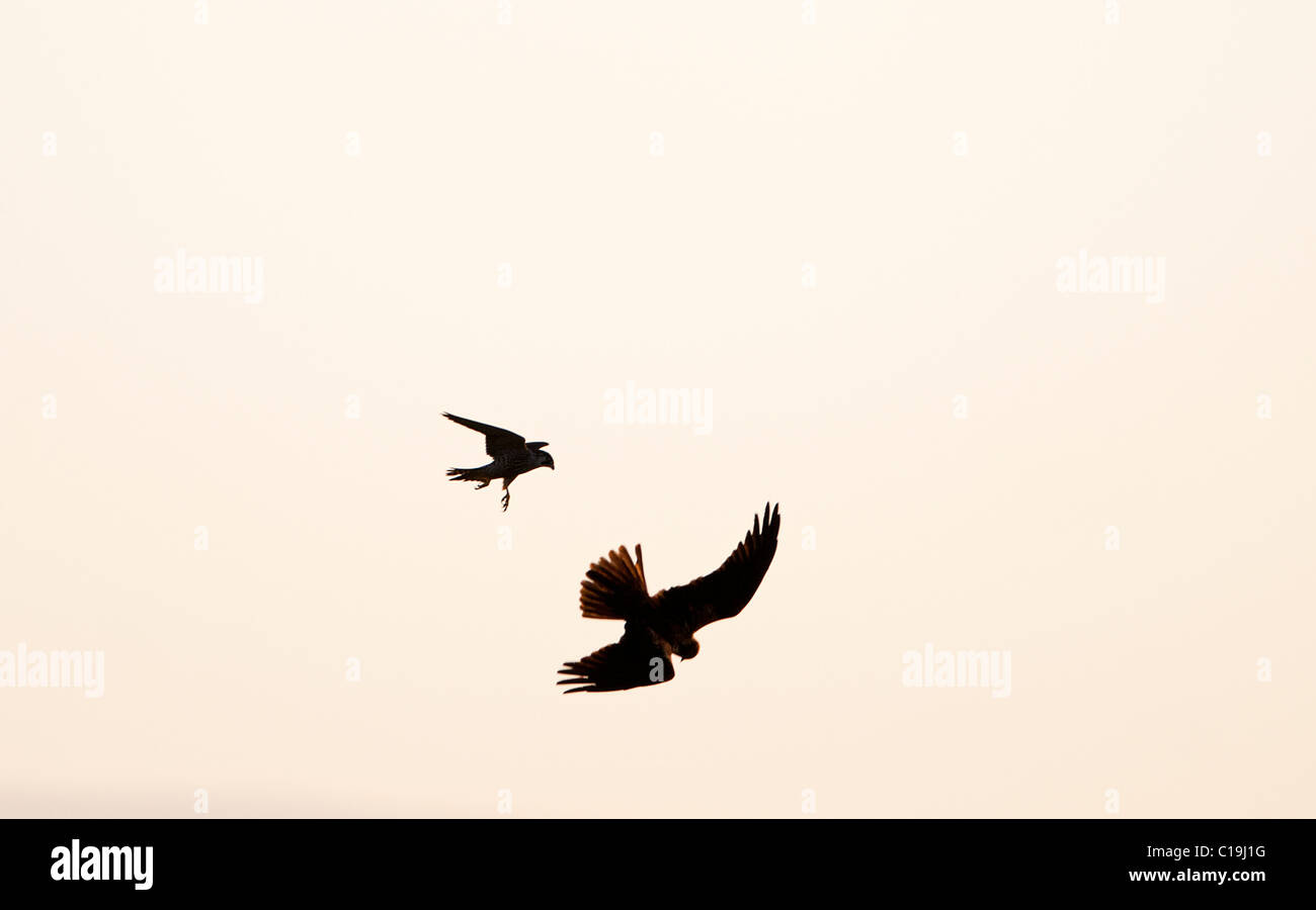 Le faucon pèlerin, Falco peregrinus mobbing un busard des Claj Norfolk hiver Banque D'Images
