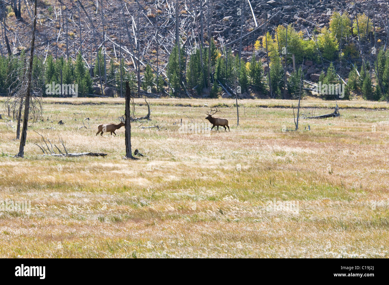 Bull Elk Elk,,le parc national de Yellowstone, Wyoming, USA Banque D'Images