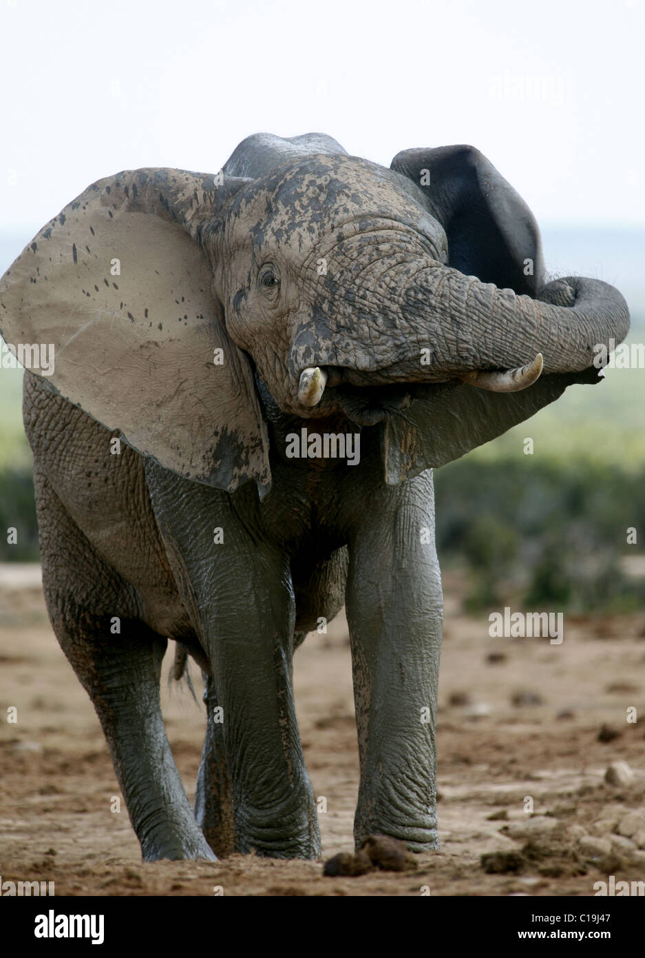 Les jeunes de l'éléphant d'AFRIQUE DU SUD PARC NATIONAL ADDO 30 Janvier 2011 Banque D'Images