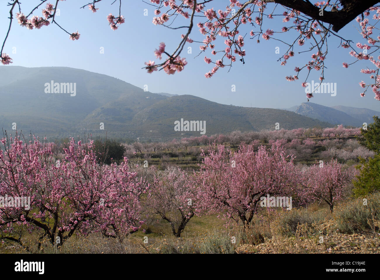 Voir plus de vergers d'amandiers avec fleurs (Prunus dulcis), près de Alcalali, vallée de Jalón, Province d'Alicante, Valence, Espagne Banque D'Images