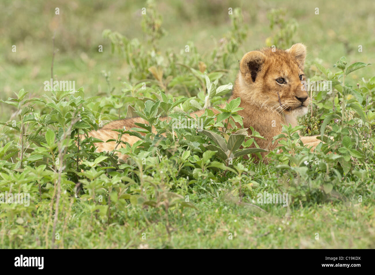 Stock photo d'un lion cub se reposant dans la végétation verte. Banque D'Images