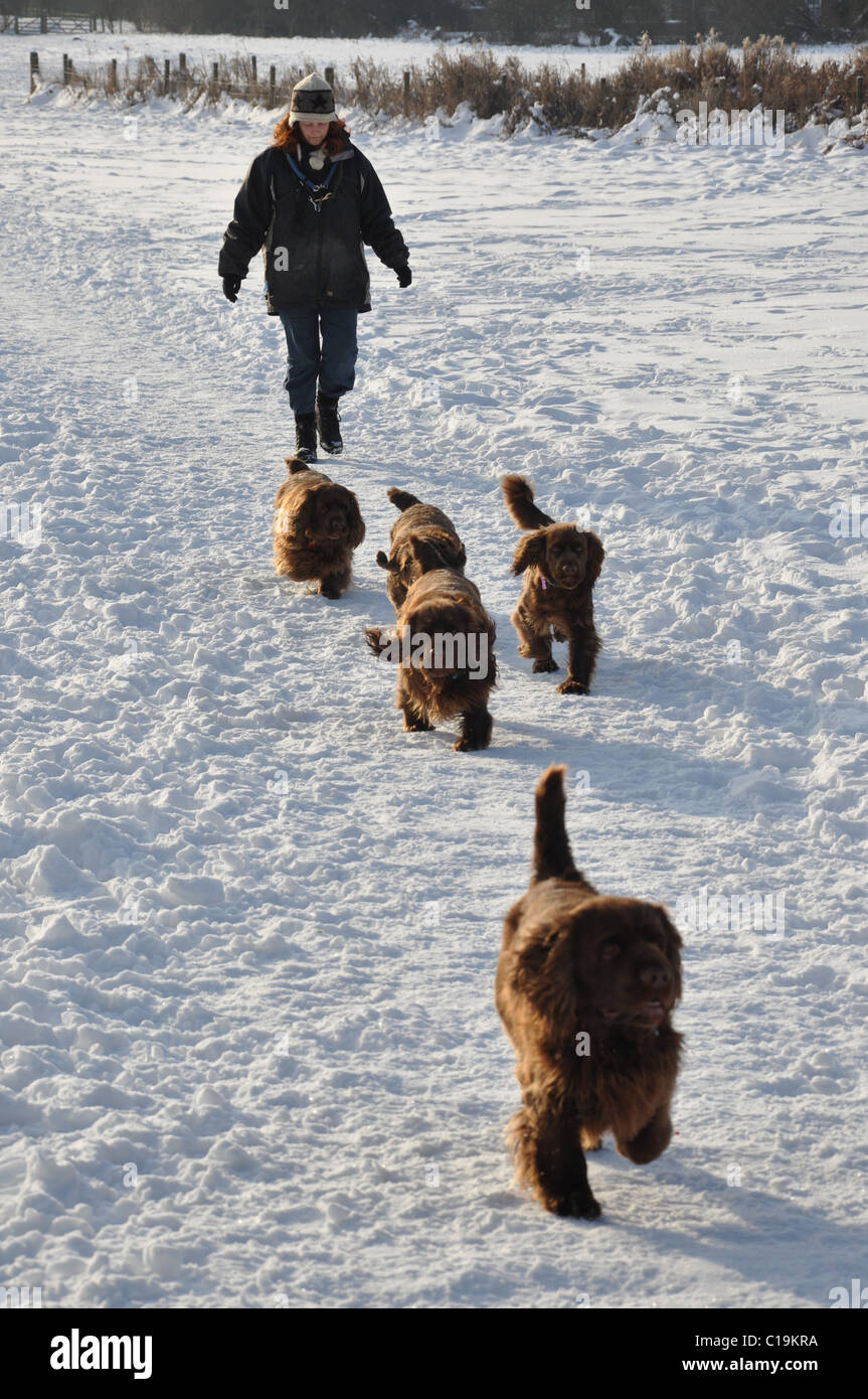 Femme de prendre 4 chiens pour une promenade dans la neige UK Banque D'Images