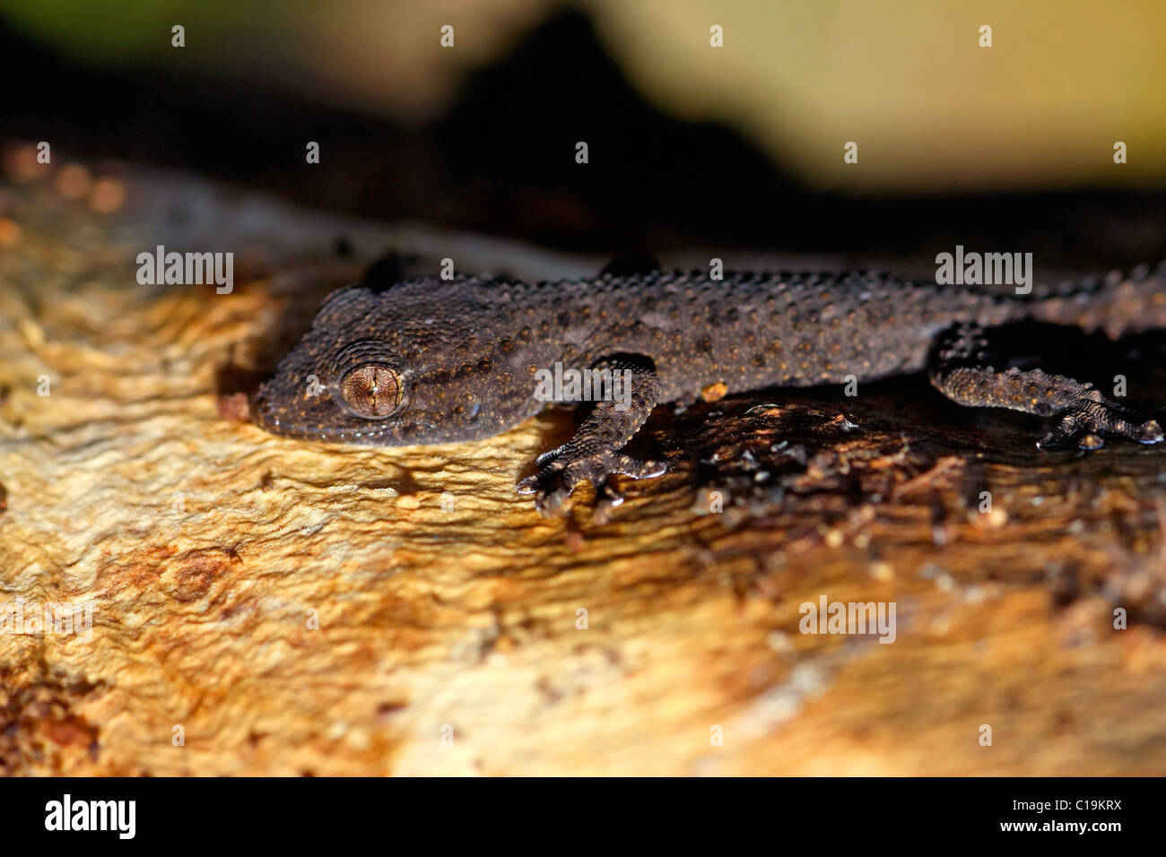 Vue d'un gecko à la sombre sur certains l'écorce des arbres. Banque D'Images