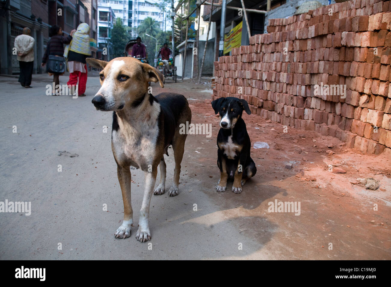 Une maman chien et son chiot dans les rues de Dhaka Bangladesh Banque D'Images
