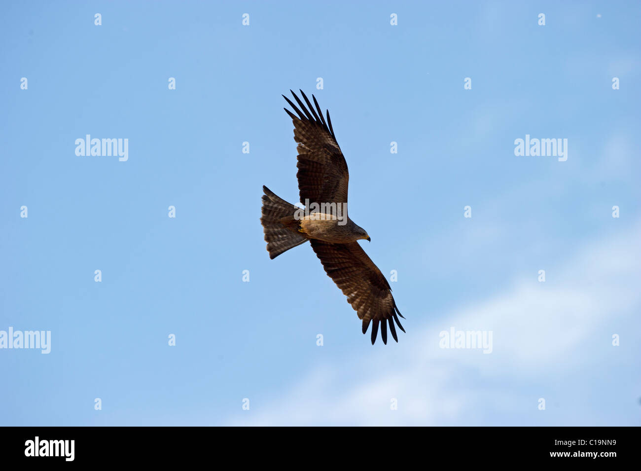 Milan noir Milvus migrans Alfaro Espagne Juin Banque D'Images