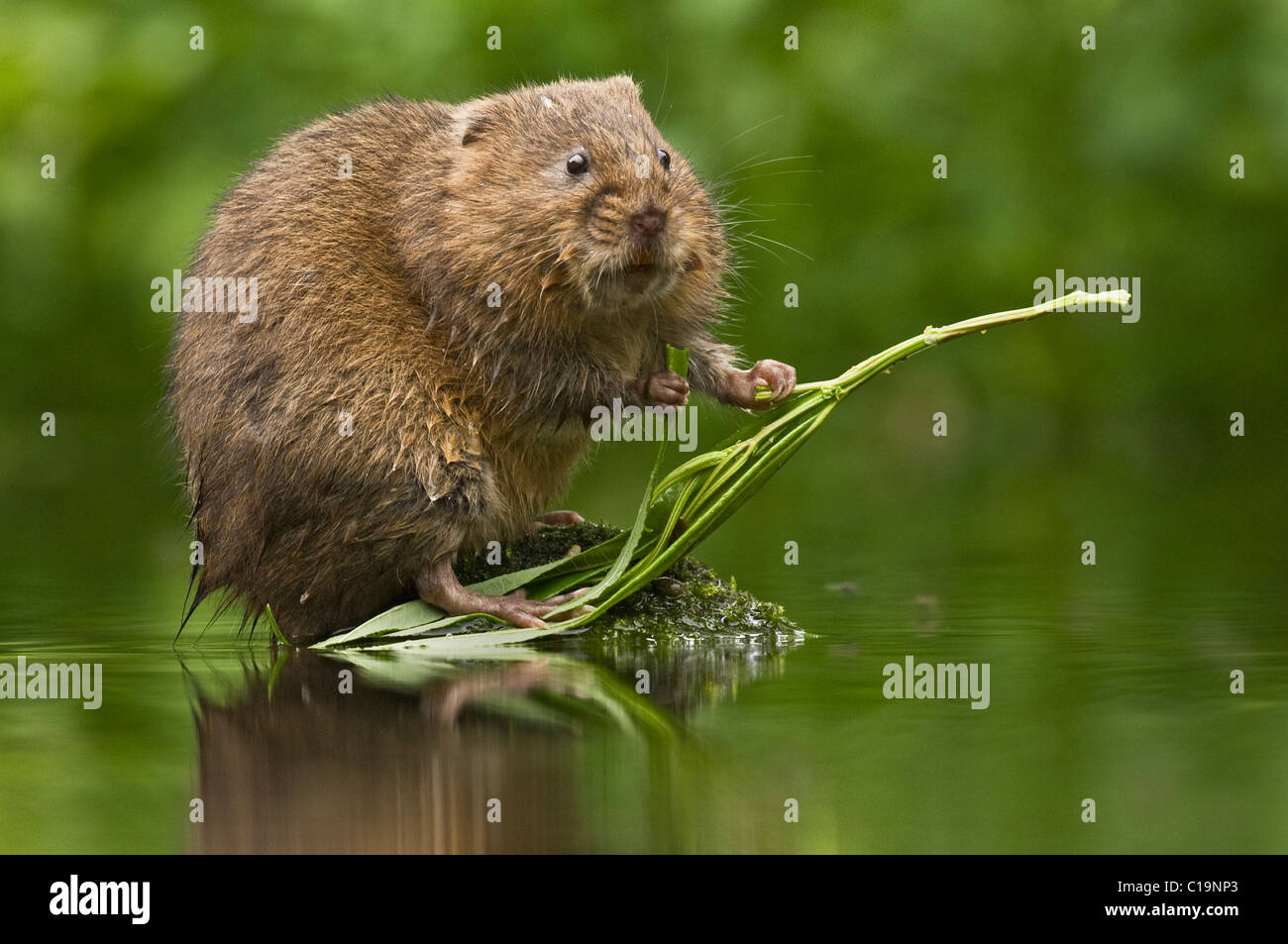 Le campagnol d'eau (Arvicola amphibius), Kent, Royaume-Uni Banque D'Images
