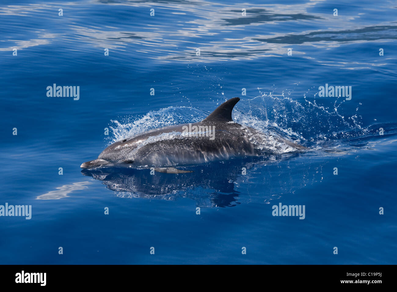 Dauphin tacheté de l'Atlantique (Stenella frontalis) animal juvénile à la surface. Açores, Océan Atlantique. Banque D'Images