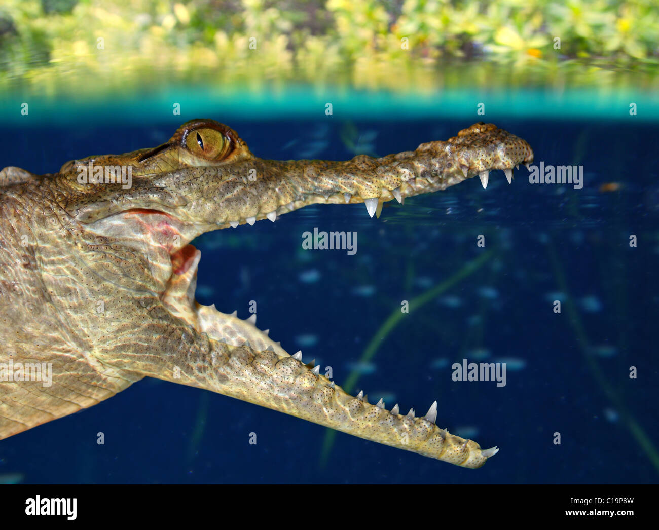 Piscine en crocodile caïman mangrove vers le bas de l'eau Banque D'Images