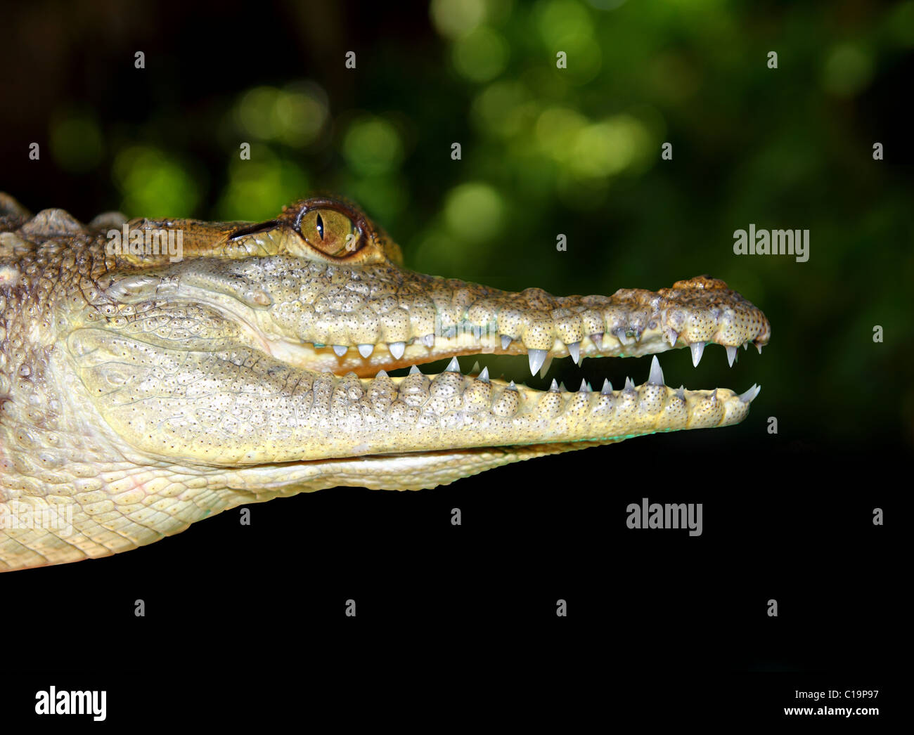 Profil de crocodile détail macro tête portrait en fond sombre Banque D'Images