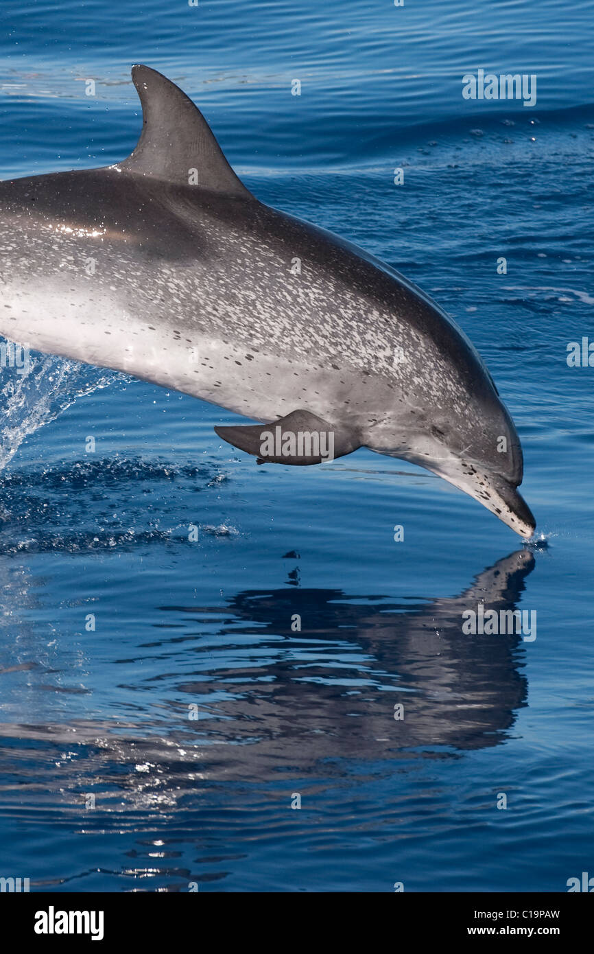 Groupe de dauphins tachetés de l'Atlantique (Stenella frontalis) adulte mature violer avec réflexion visible. Açores, Océan Atlantique. Banque D'Images