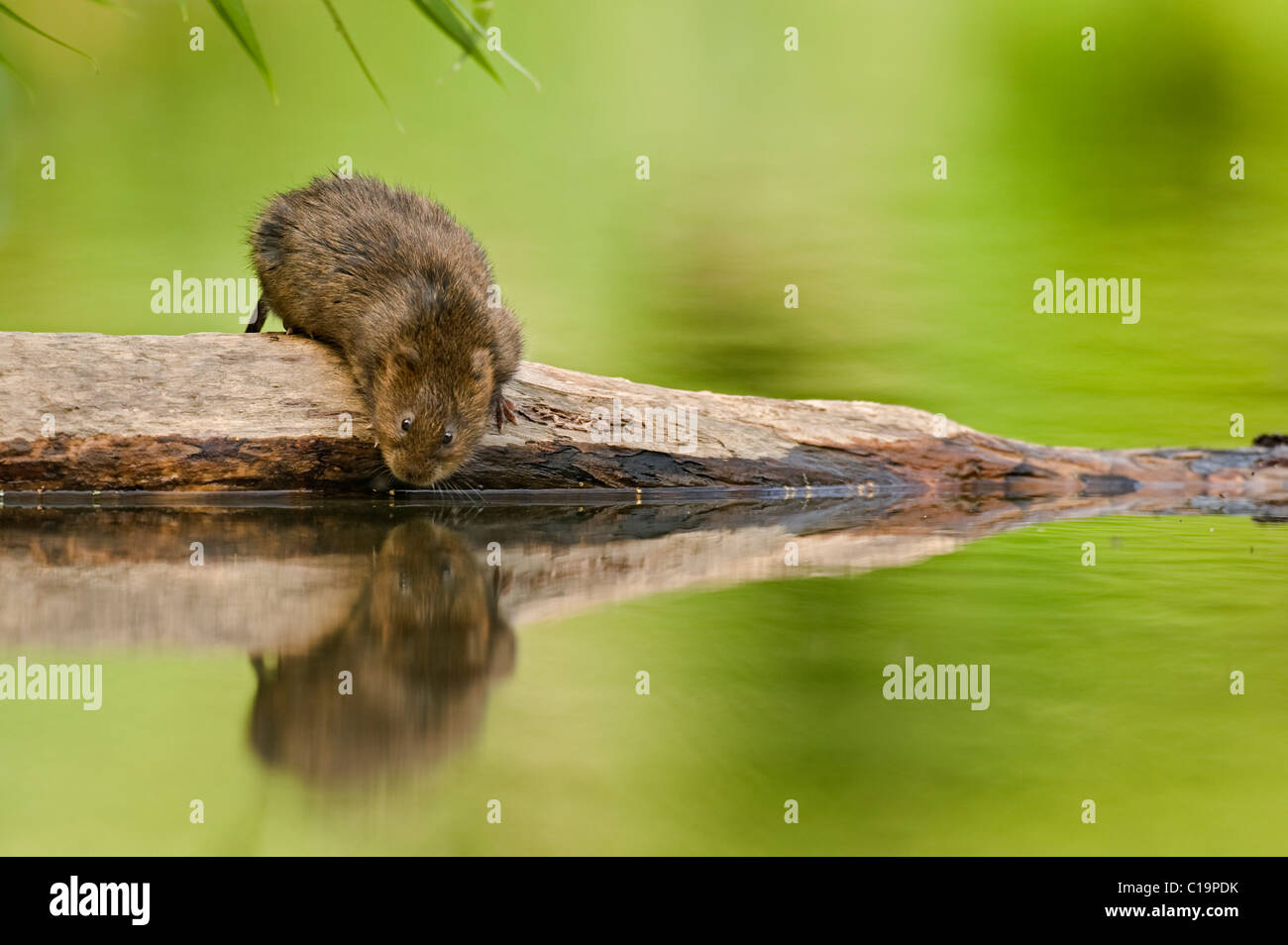 Le campagnol d'eau (Arvicola amphibius) se nourrissant de saule, Kent, Royaume-Uni Banque D'Images