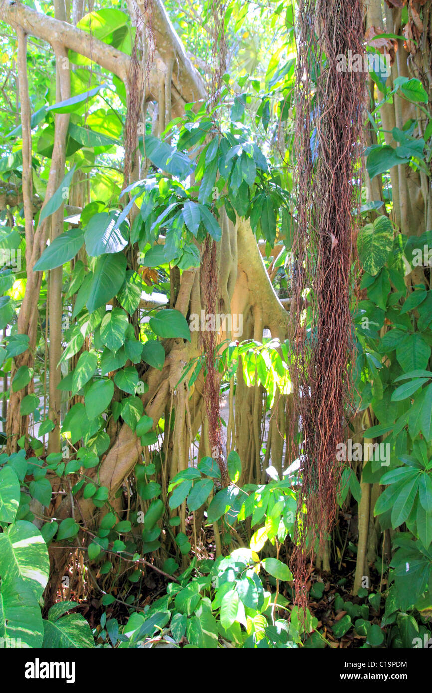 Jungle tropicale en Amérique centrale la nature sauvage des lianes Banque D'Images