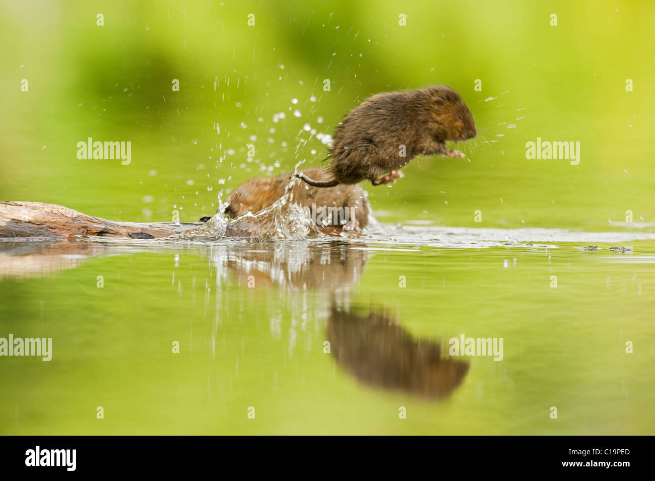 Le campagnol d'eau (Arvicola amphibius), Kent, Royaume-Uni Banque D'Images