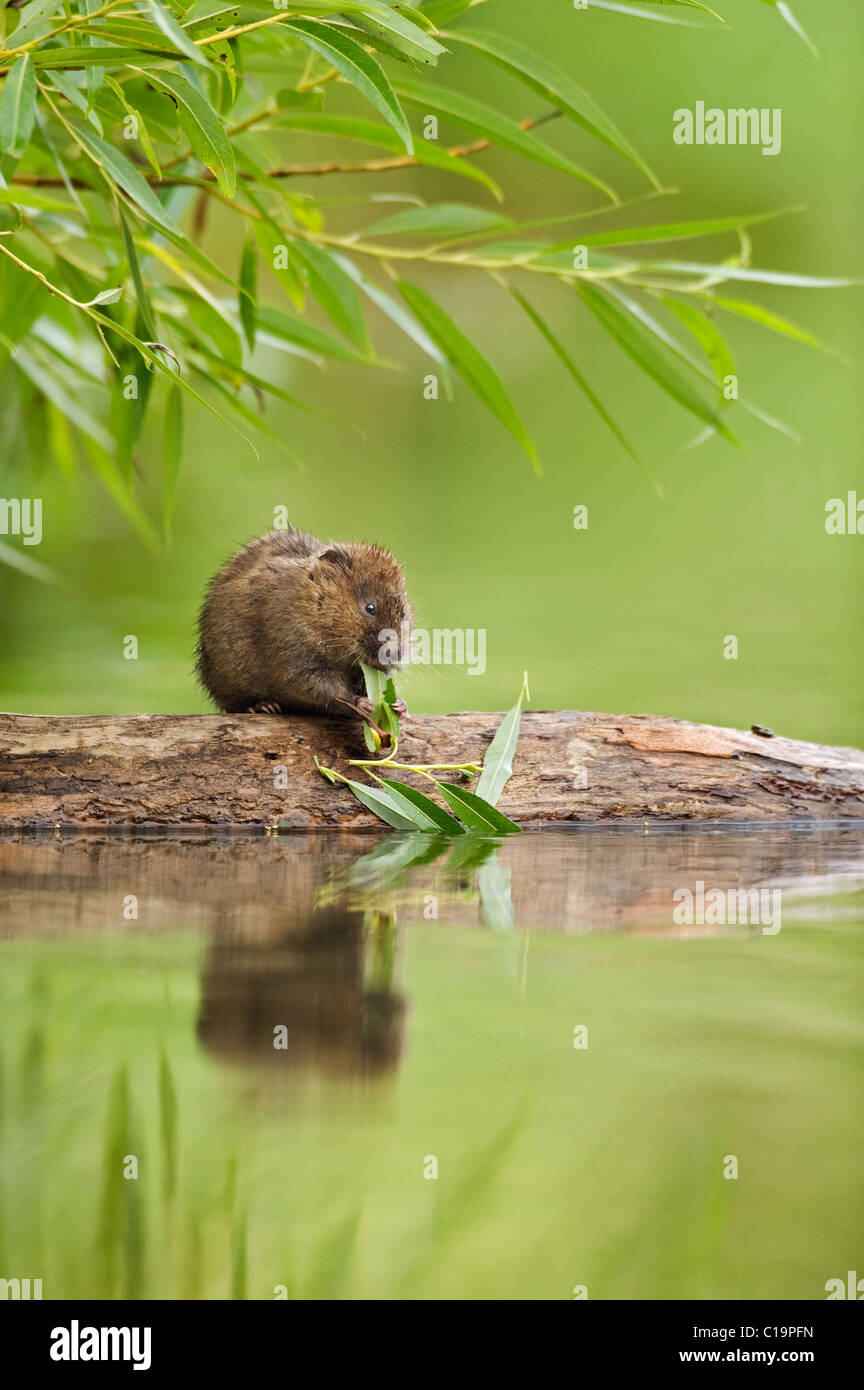 Le campagnol d'eau (Arvicola amphibius) se nourrissant de saule, Kent, Royaume-Uni Banque D'Images