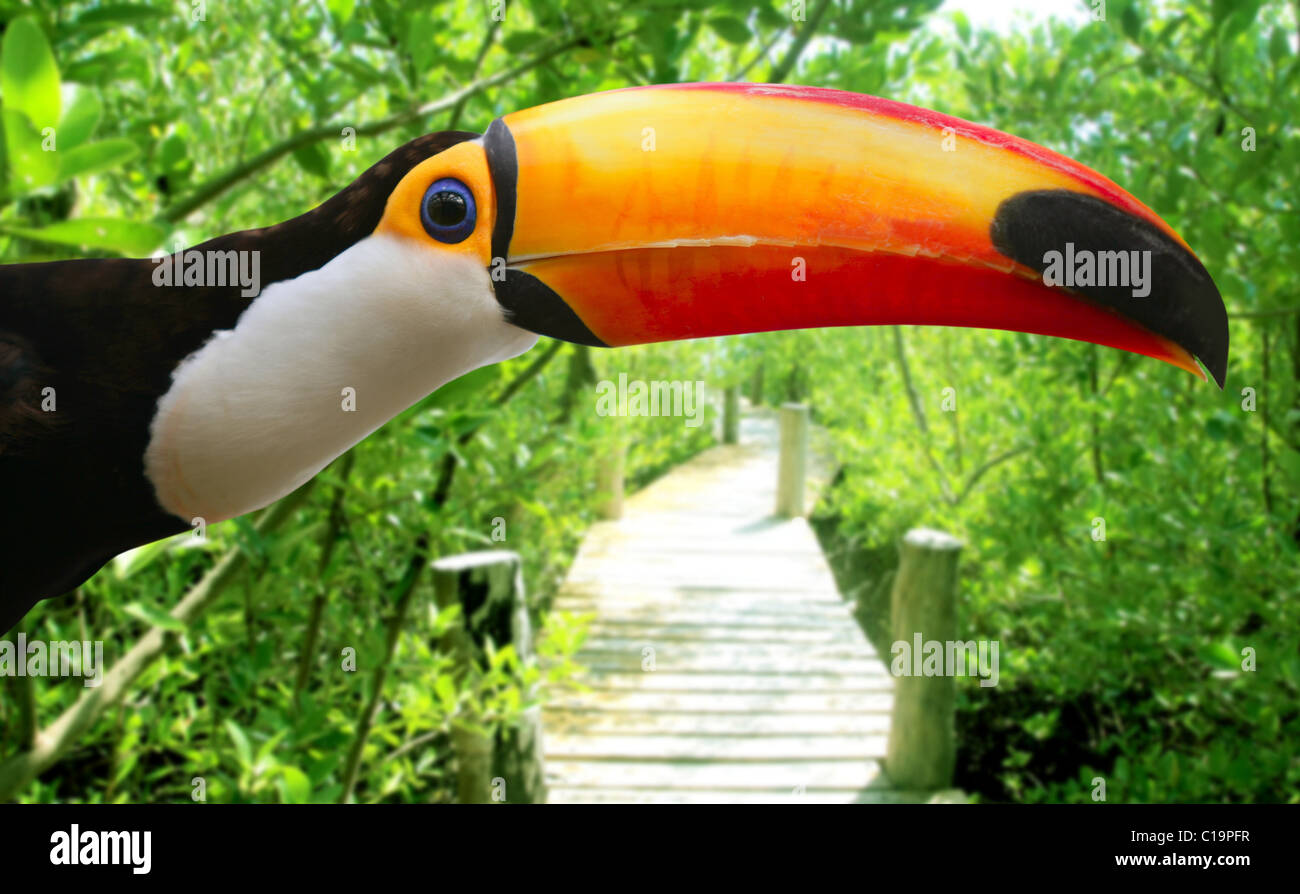 Toco Toucan dans la jungle tropicale de la mangrove d'oiseaux brésiliens Banque D'Images