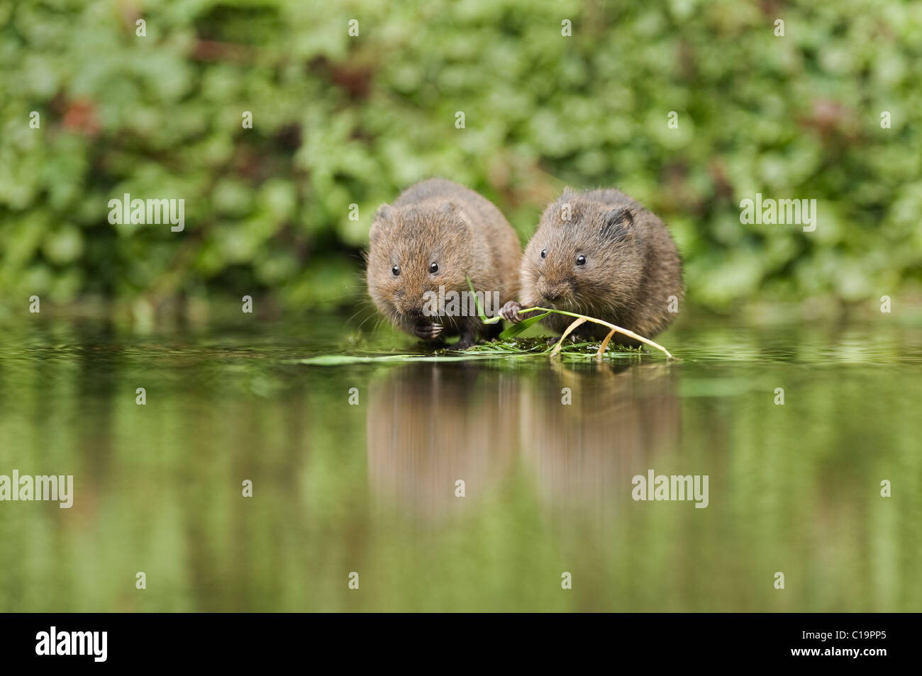 Jeunes campagnols d'eau (Arvicola amphibius), Kent, Royaume-Uni Banque D'Images