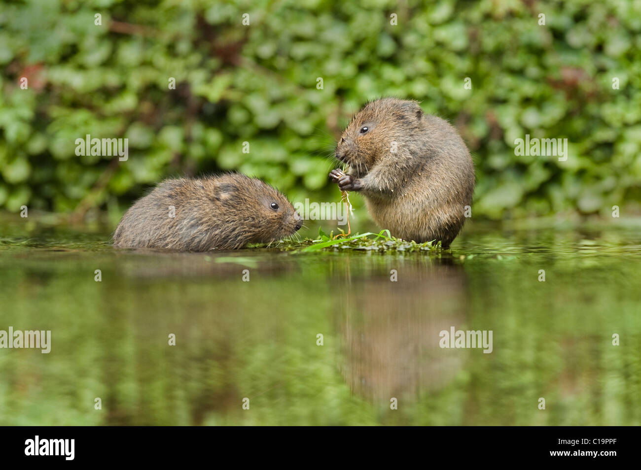 Jeunes campagnols d'eau (Arvicola amphibius), Kent, Royaume-Uni Banque D'Images