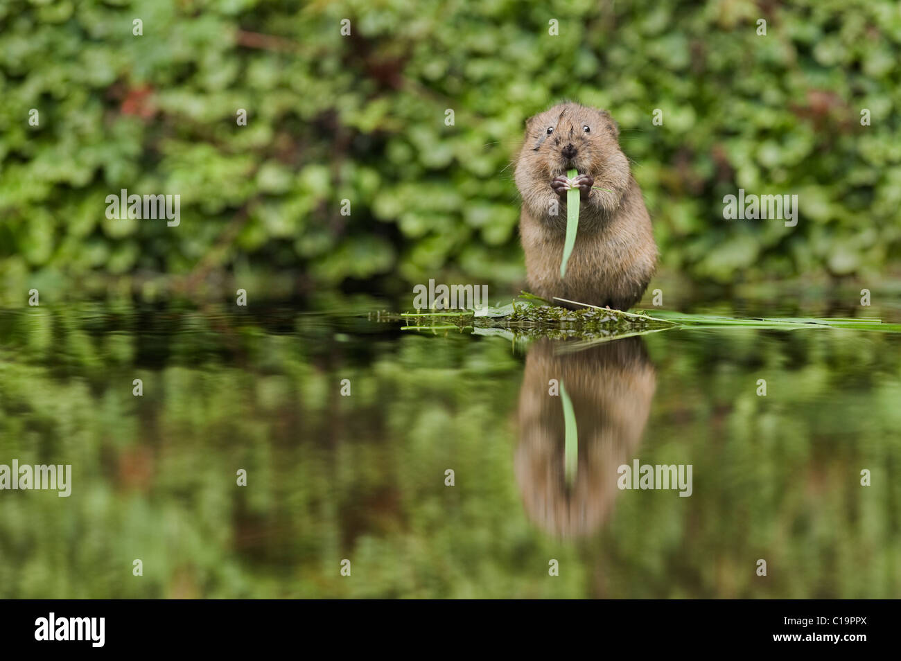 Jeunes campagnols d'eau (Arvicola amphibius), Kent, Royaume-Uni Banque D'Images