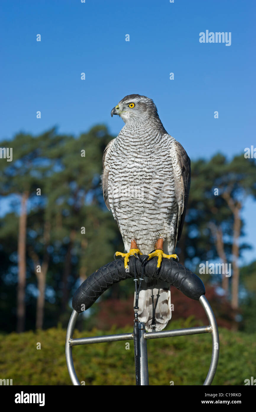L'Autour des palombes Accipiter gentilis les fauconniers bird Lincolnshire Banque D'Images